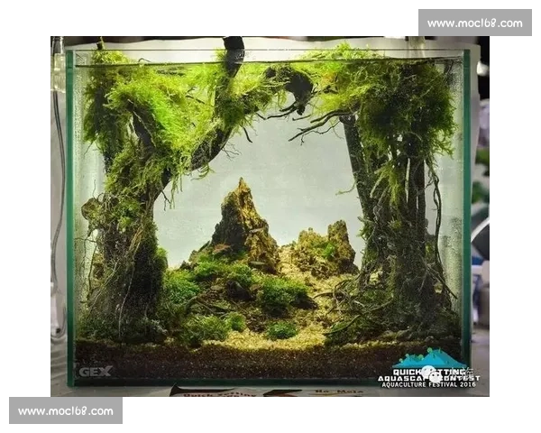 水草造景艺术大赛探索自然之美 激发创意与环保意识的全新挑战